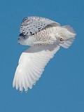 Snowy Owl In Flight_12613